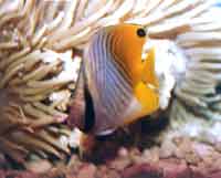 絲蝴蝶魚