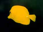 黃高鰭刺尾魚