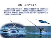 獨(dú)角鯨