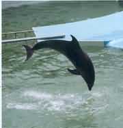 水族館里的海豚